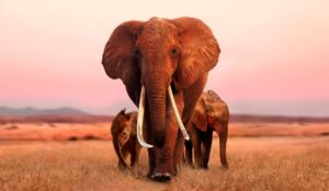 非洲象长象牙走近相机,紧随其后的是另外两个大象,一个似乎是一个婴儿